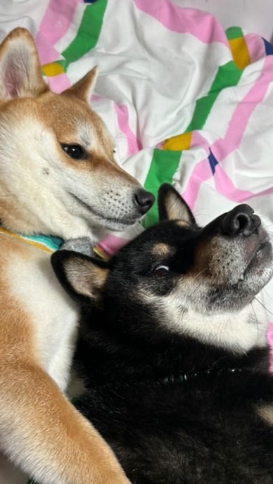 台灣好心人🐶💗🐶