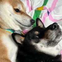 台灣好心人🐶💗🐶