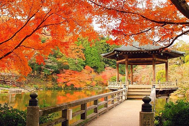 蘇跑旅遊 成田山公園紅葉祭追趕紅葉尾巴 Line Today Line Today