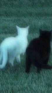 ཬ 🚫 ֣༙֔͝ ˼࠘   𝖮𝖣𝖨𝖭𝖠𝖱𝖸  ˡˡ