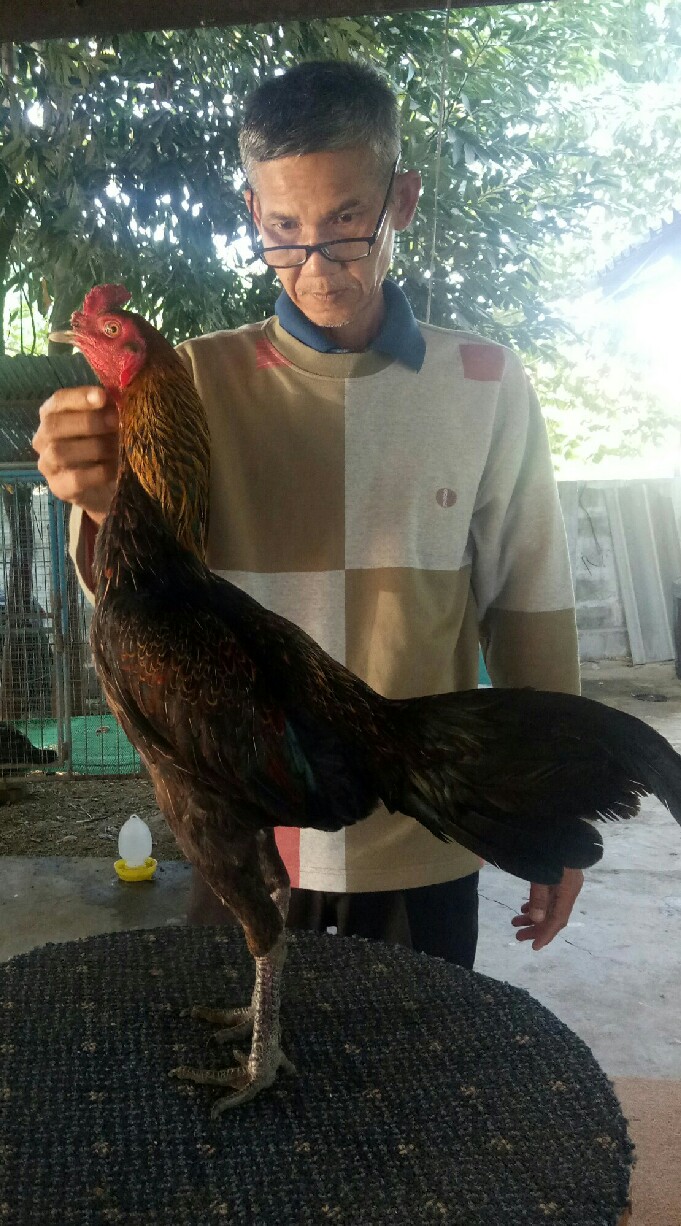 ไก่ชนลานนา