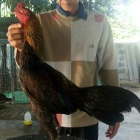 ไก่ชนลานนา