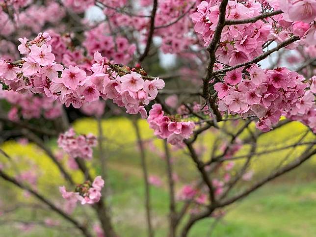 上萬株櫻花打卡祕境 北九州熊本 福岡 佐賀賞櫻名所 Vogue Line Today