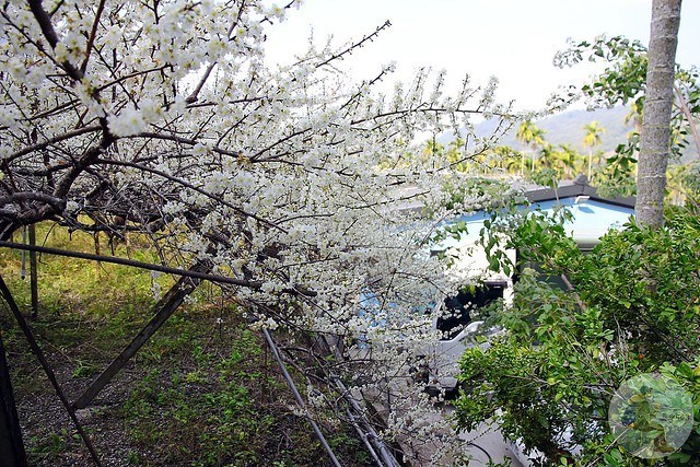 台中新社梅花秘境