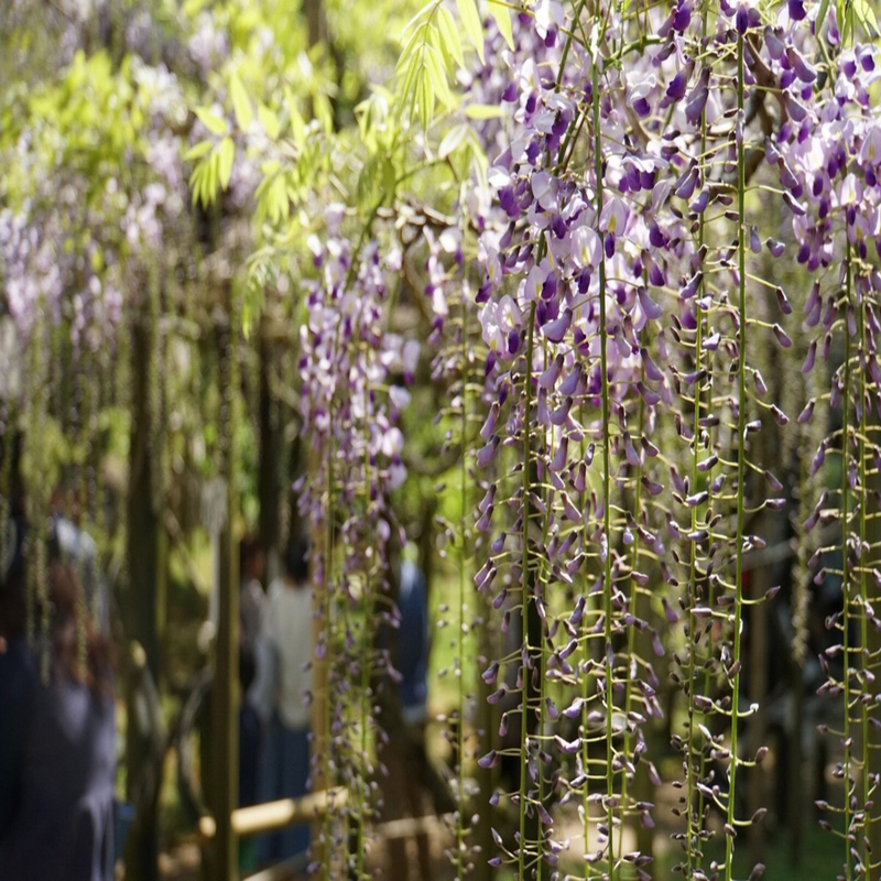 令和元年旅遊必去！新年號出處「萬葉集」關係緊密的奈良萬葉植物園