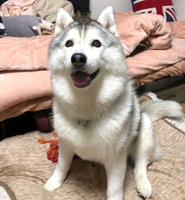 気持ちが顔に出すぎちゃう シルビアちゃんは我が子のようで癒しの存在