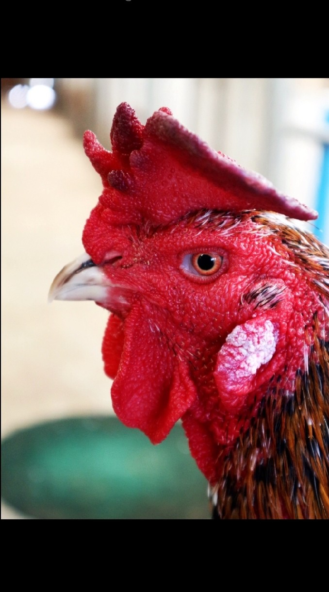 ซุ้ม ต.ไก่ชนฟาร์ม แหล่งเพาะพันธุ์พม่าม้าล่อและเหล่าป่าก๋อย