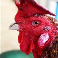 ซุ้ม ต.ไก่ชนฟาร์ม แหล่งเพาะพันธุ์พม่าม้าล่อและเหล่าป่าก๋อย
