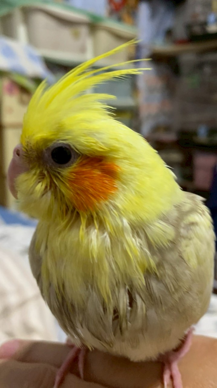 鳥鳥體重