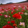 茨城県、栃木県、群馬県、千葉県、埼玉県のドライブ好きで、美味しい物好きな人集まってください。