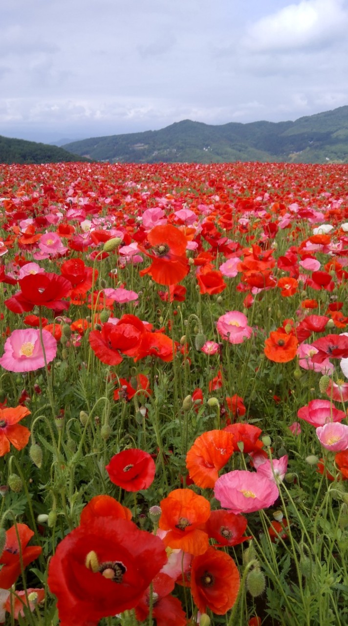 茨城県、栃木県、群馬県、千葉県、埼玉県のドライブ好きで、美味しい物好きな人集まってください。