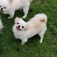 関東ペキチー会