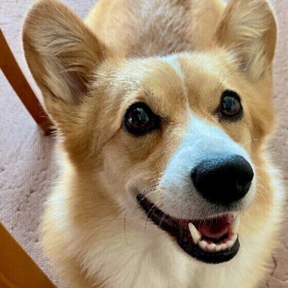 犬が体をかくのはかまってほしいから 犬の 意外なかまってサイン 3つ いぬのきもちnews Line News