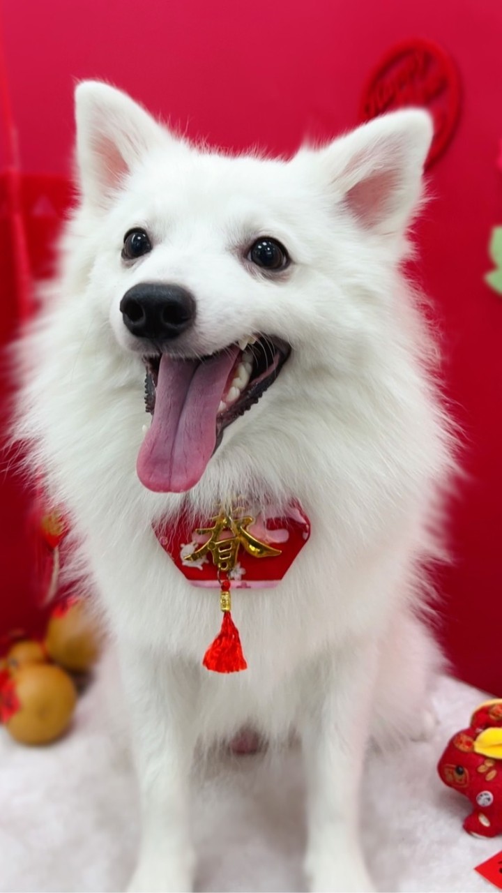 狐狸犬旅行趣