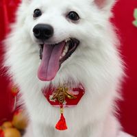 狐狸犬旅行趣