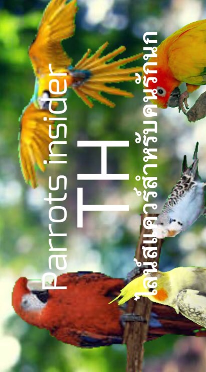 Parrots insider TH