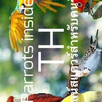 Parrots insider TH