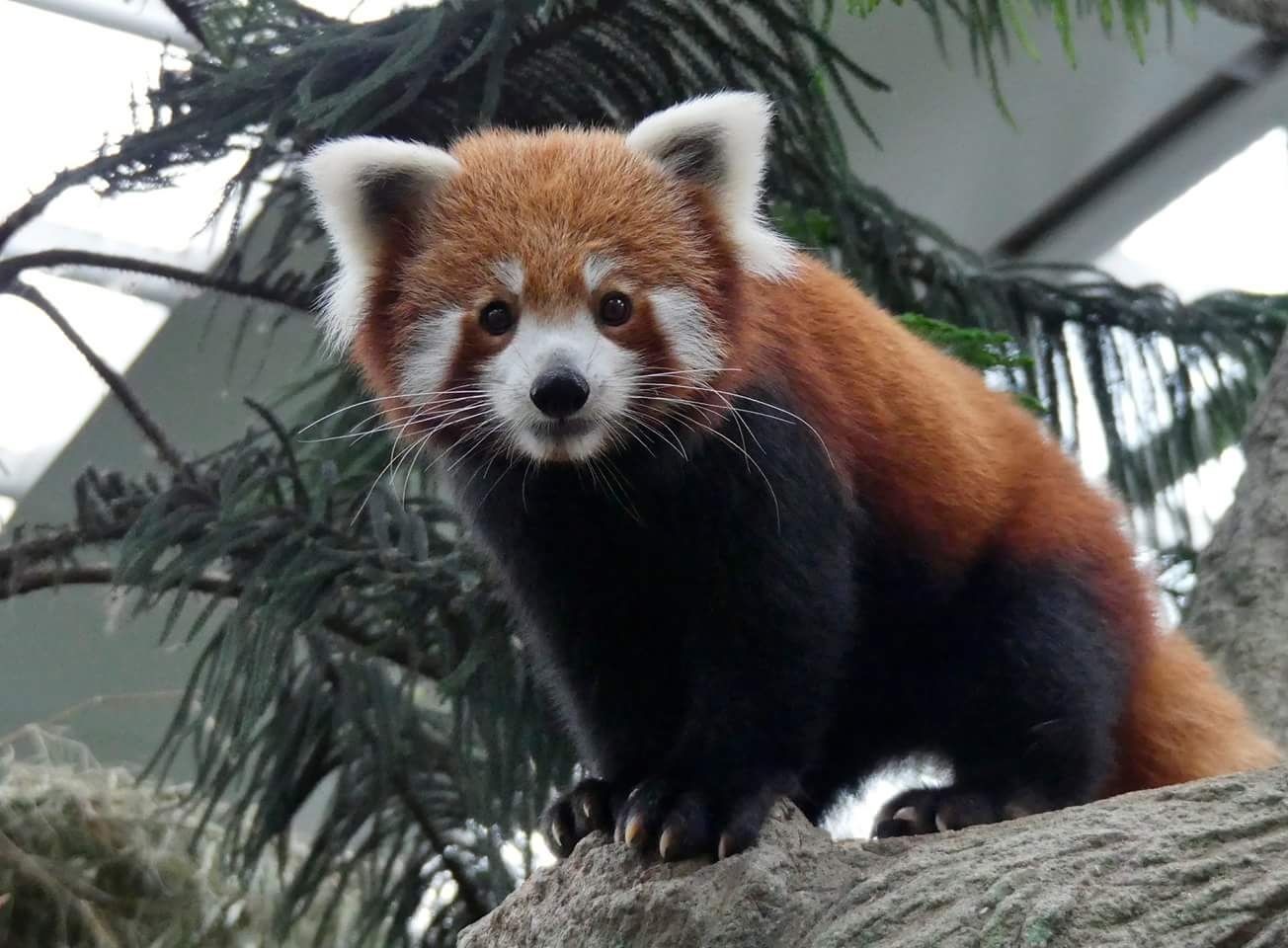 知ってた 実は 絶滅の危機 にある動物たち