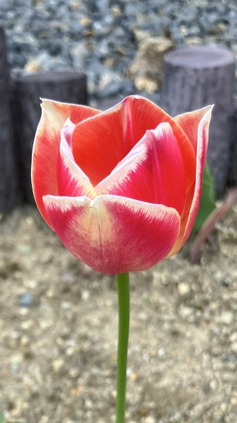 新・ねこねこ村 連絡網