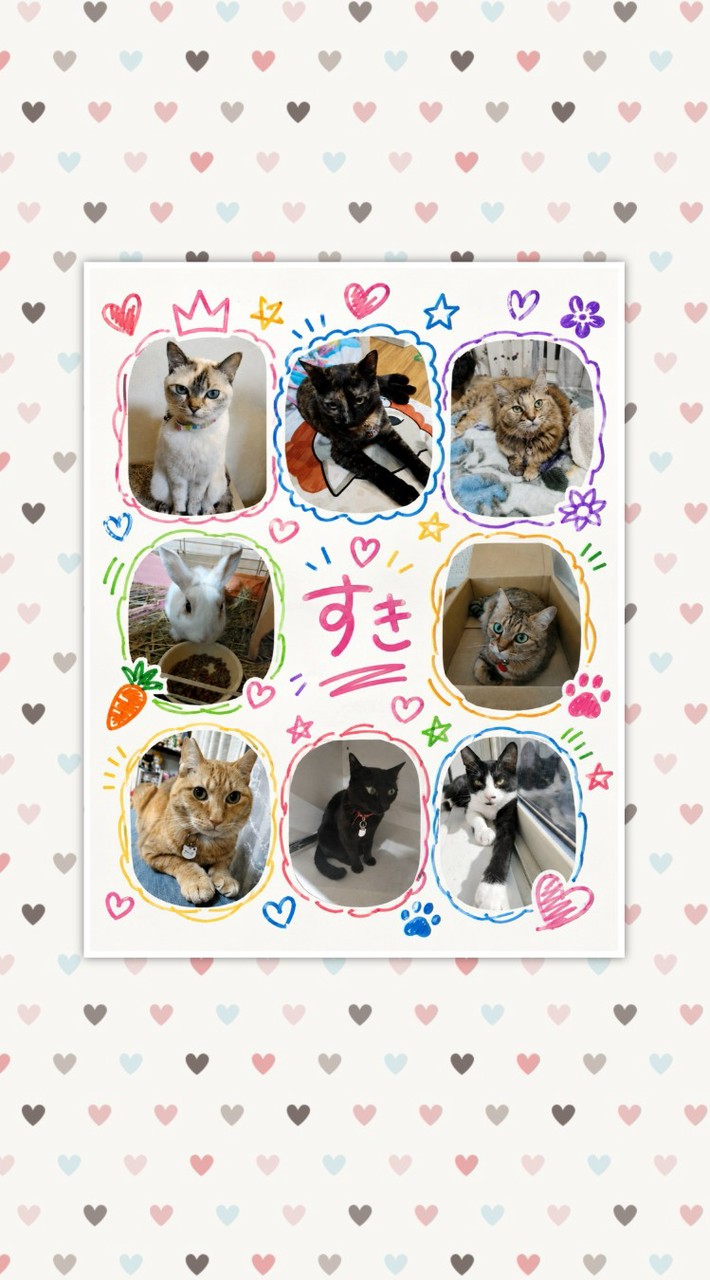 miho  猫好き