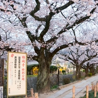 【2024京都景點】必去神社、絕美秘境，感受日本古都魅力