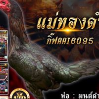 ซุ้มบ้านรักไก่