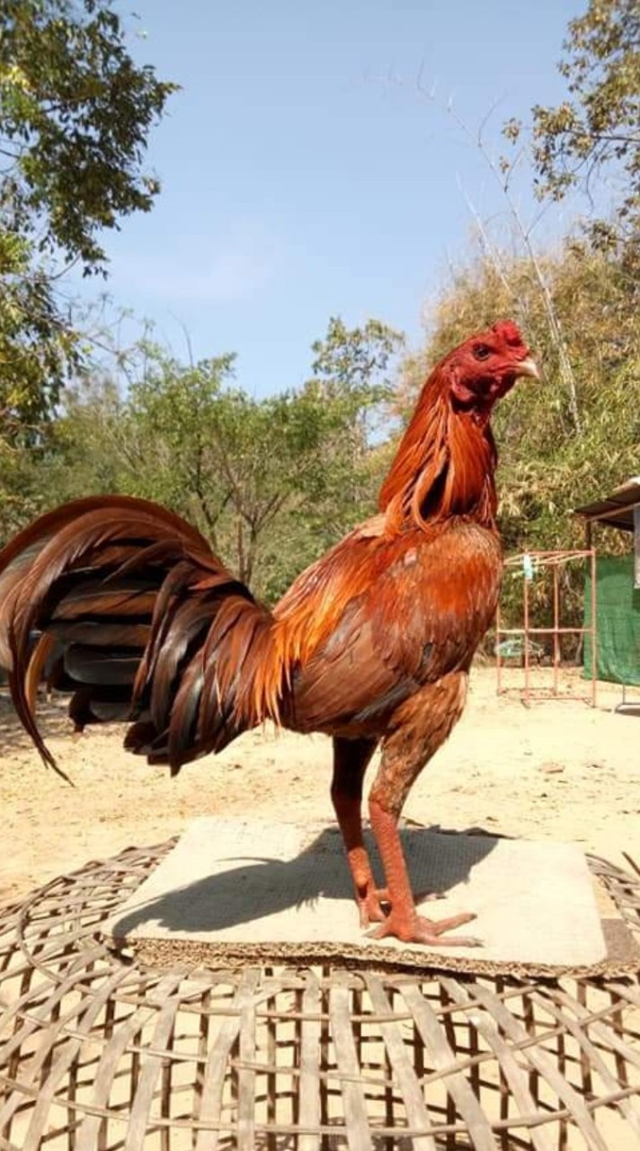 ตลาดไก่ชนออนไลน์ขอนแก่น