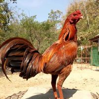 ตลาดไก่ชนออนไลน์ขอนแก่น