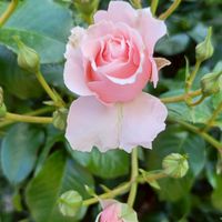 京都おさんぽ倶楽部