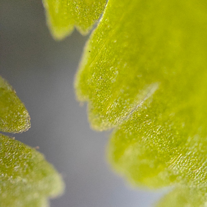 OPPO Find X3 Pro 開箱評測，從超廣角到顯微鏡拍照超給力、售價 32,990 元