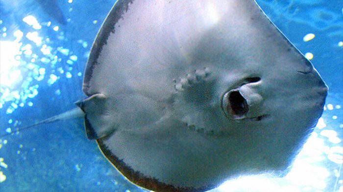 63 Mengapa Ikan Air Laut Banyak Minum Sedikit Urine Gratis Terbaik
