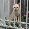 ขายหนมหอใน