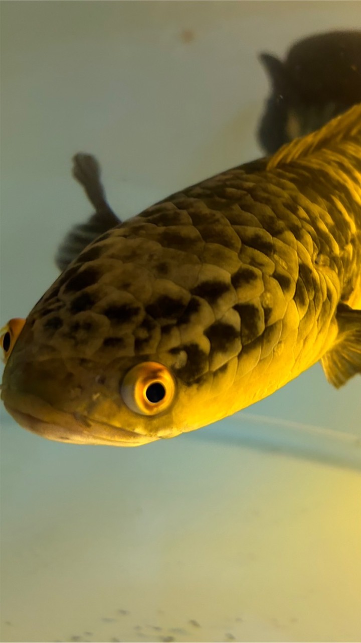 ปลาช่อนสวยงามราคาถูก 🐟