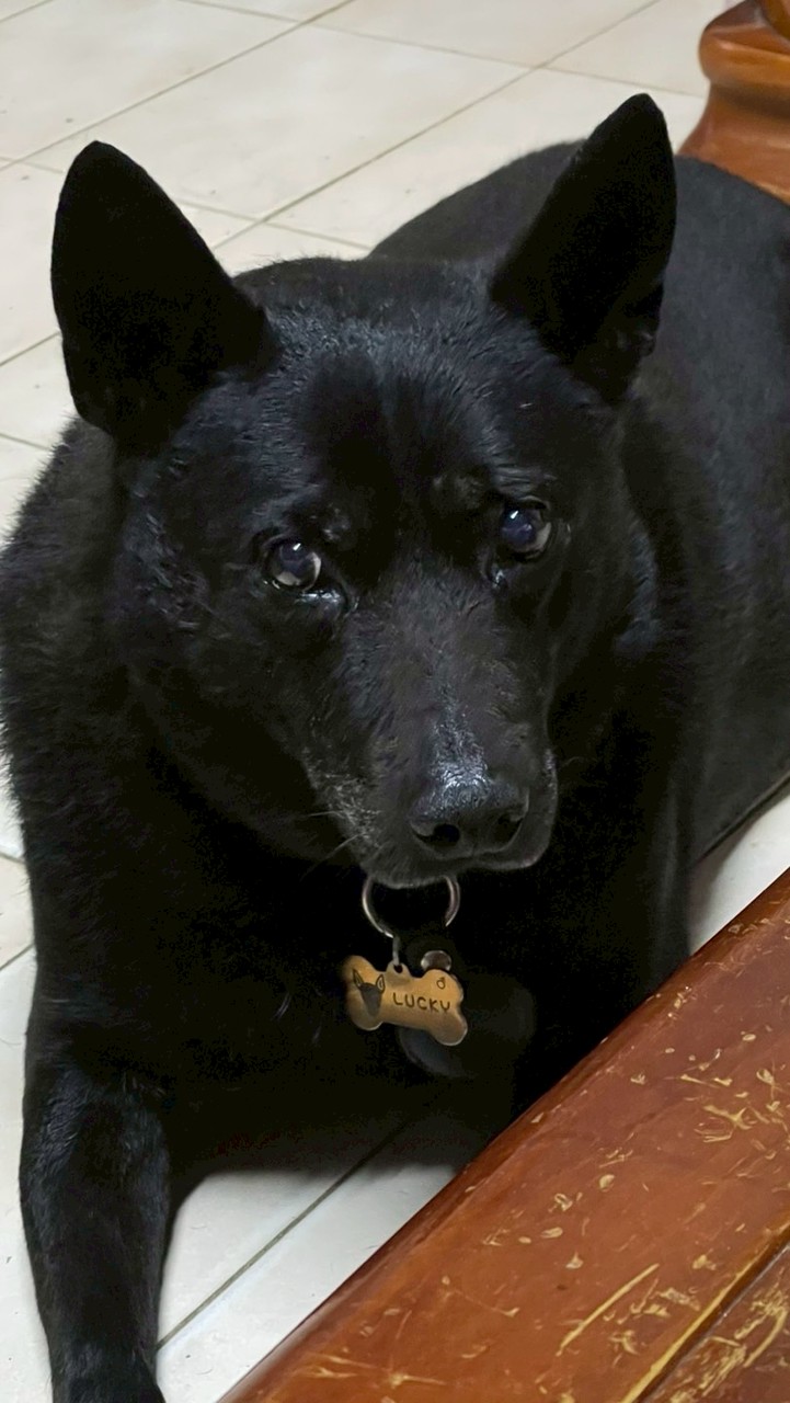 幫幫走失LUCKY回家