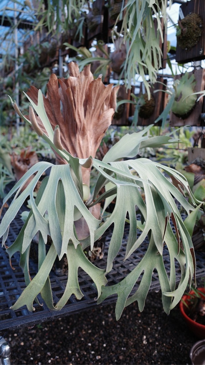 論植感鹿角蕨觀葉植物交流