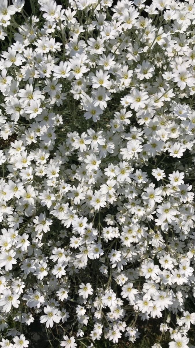 ตัวแทนเเอพพรี เติมเกม Byมิลค์🌟🫧💐