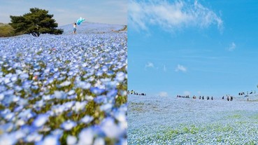 必讀！東京近郊粉蝶藍花海 | 國營常陸海濱公園賞花攻略 2019