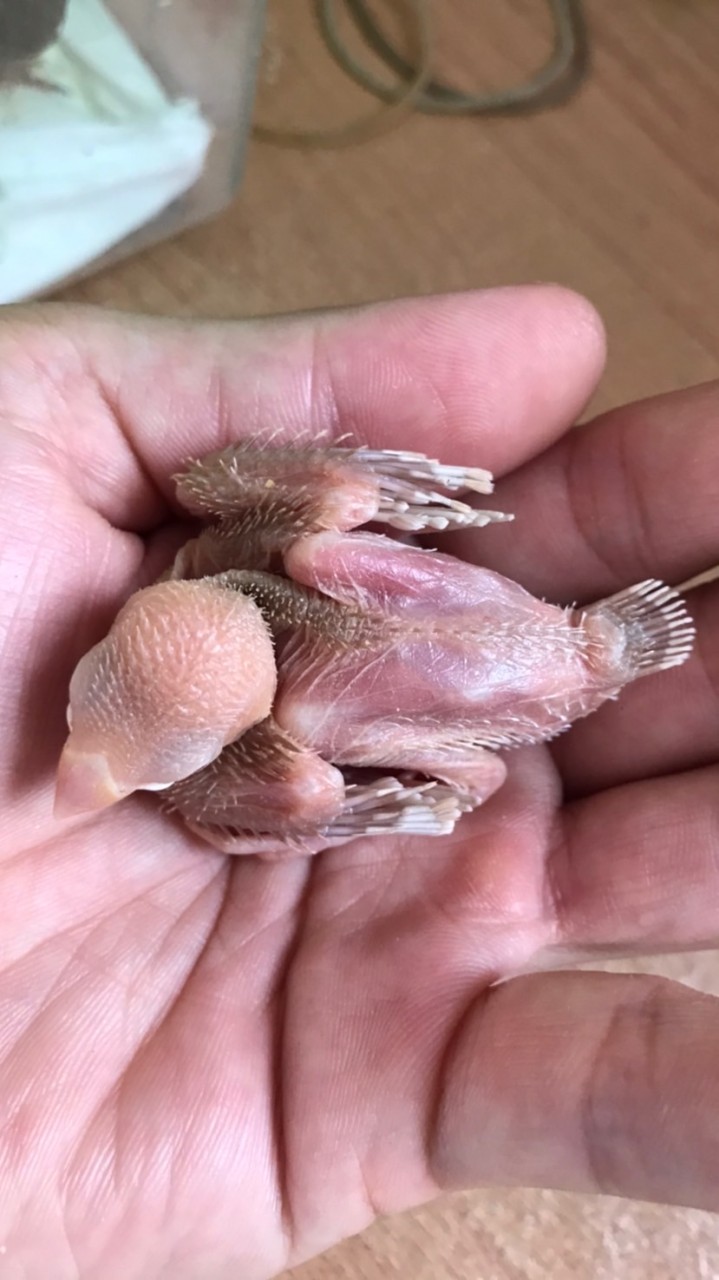 胡錦、錦花、文鳥等雀科飼養