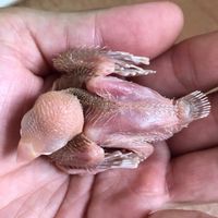 胡錦、錦花、文鳥等雀科飼養