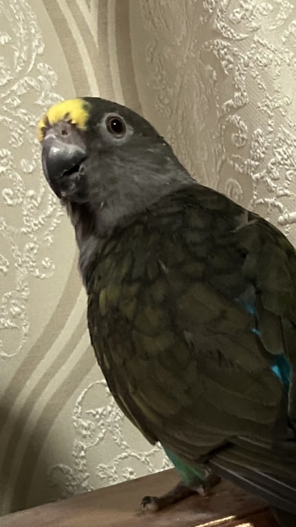 【飼い鳥】遺伝の話、繁殖、発情抑制などお話コミュ