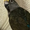 【飼い鳥お話】遺伝、繁殖、発情抑制、その他保護、イベント等軽い話から深い話まで。色々お話コミュ
