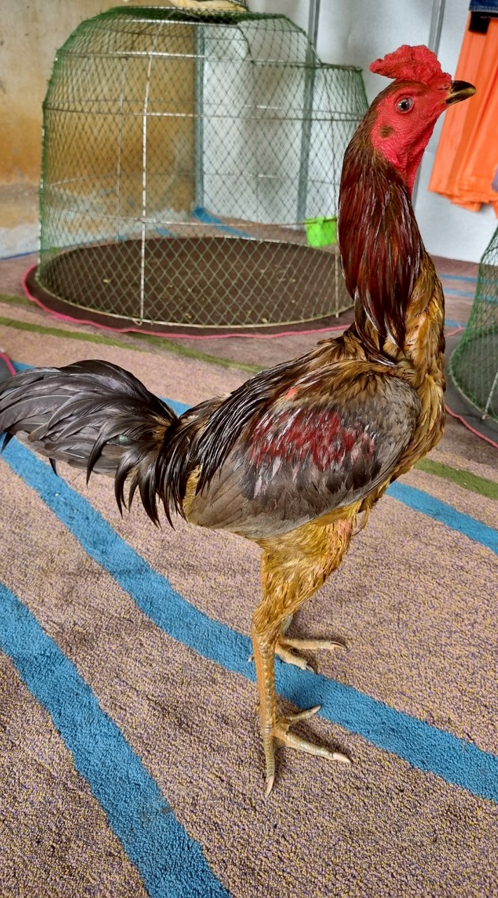 ชมรมไก่ชน🐓 บ้านโคกสูง 🐓