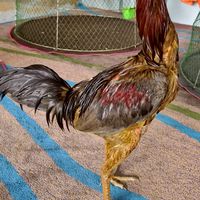 ชมรมไก่ชน🐓 บ้านโคกสูง 🐓