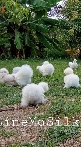 Silkie Development Club Thailand
