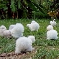 Silkie Development Club Thailand