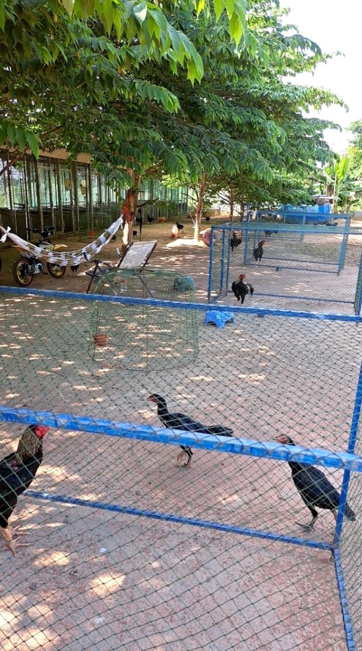 พรณิชาไก่ชน