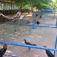 พรณิชาไก่ชน