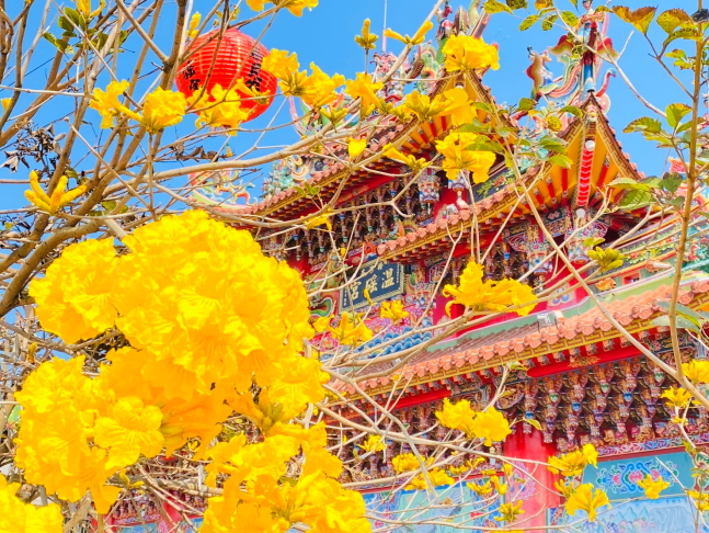 溫磘宮黃花風鈴木,雲林斗南將軍崙溫磘宮,雲林斗南黃花風鈴木秘境,雲林黃花風鈴木