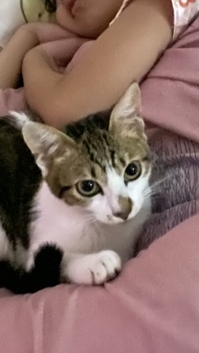 小妞軍團？？？