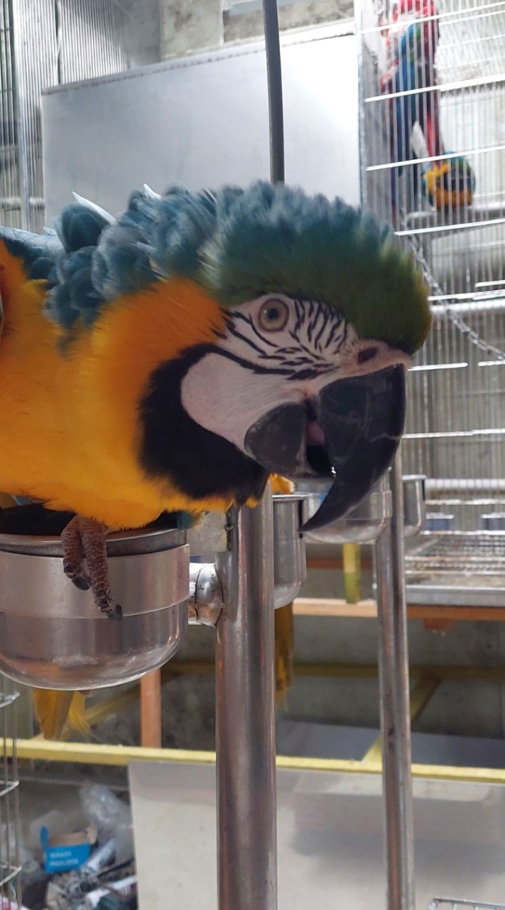 收購各種鸚鵡  鳥蛋  收養  比價